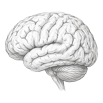 Brain illustration